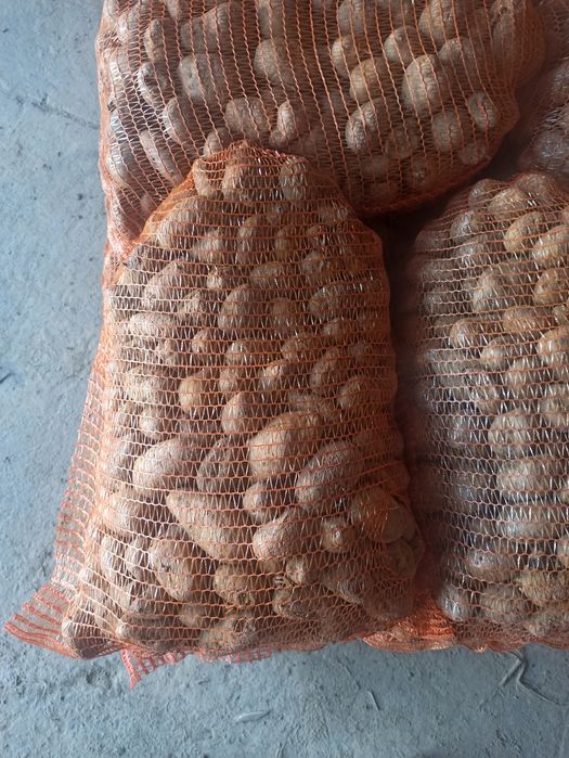 Ziemniaki paszowe zeszłoroczne, bez kiełka