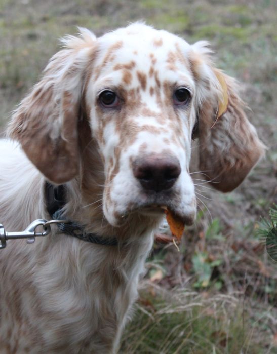 Seter angielski-samiec rezerwacja