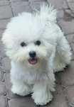 Bichon frise suczka
