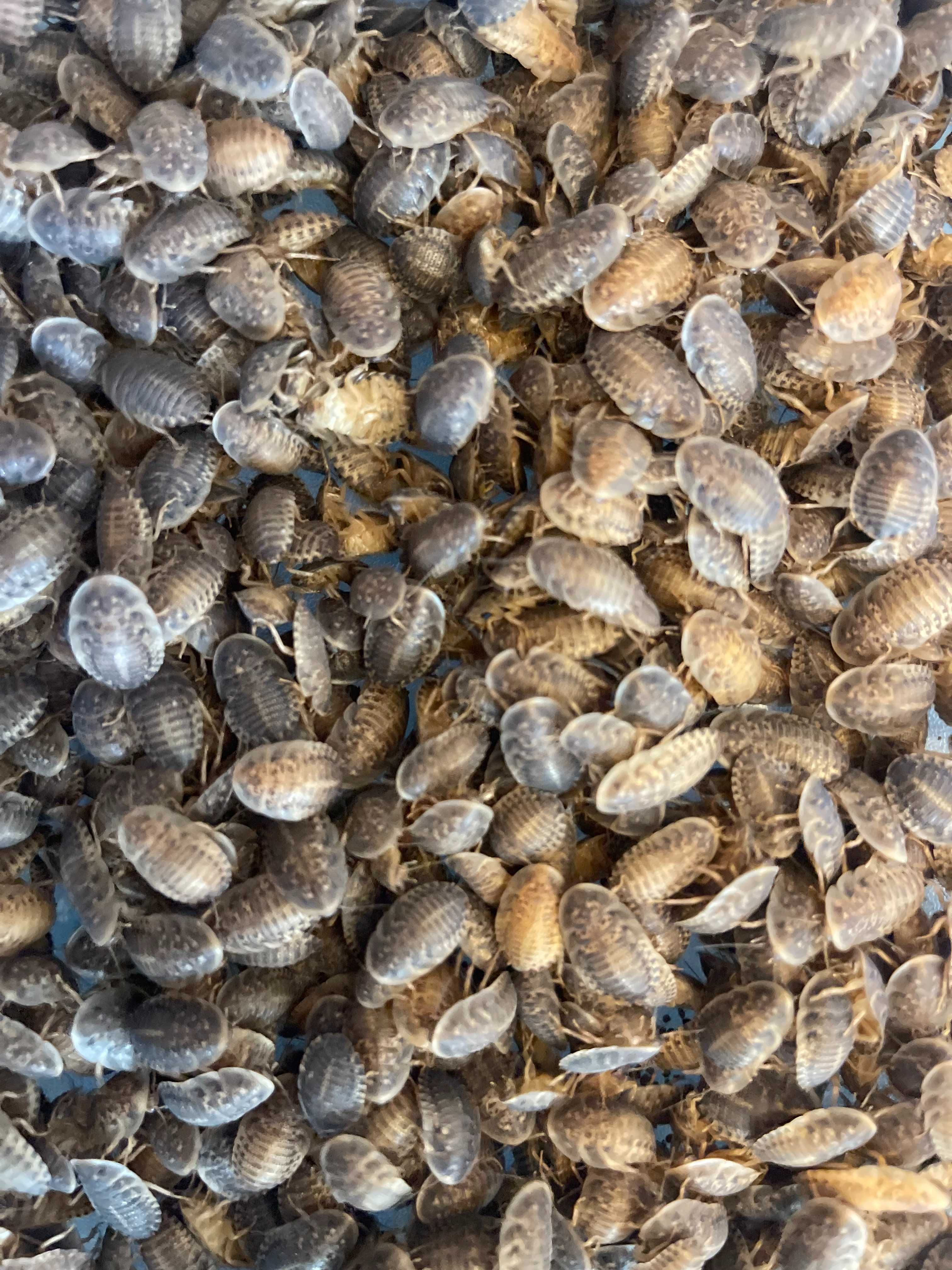 Karaczany Blaptica dubia  1–1,5cm 100szt