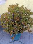 Suculenta jade envasada