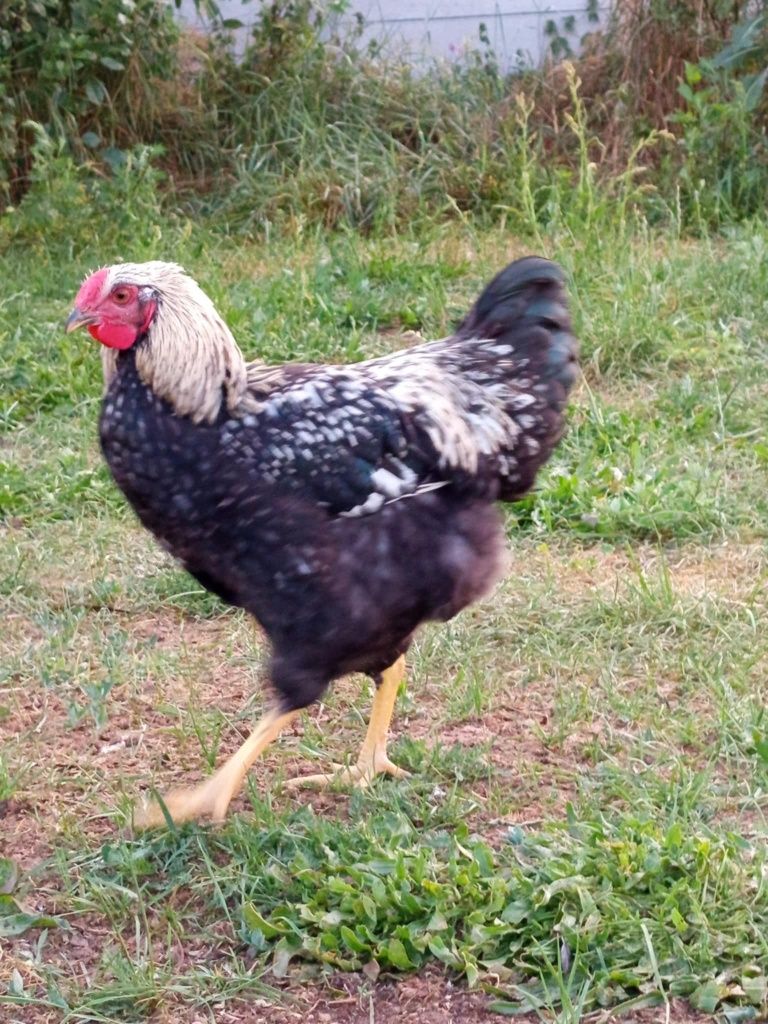 Koguty rasowe...