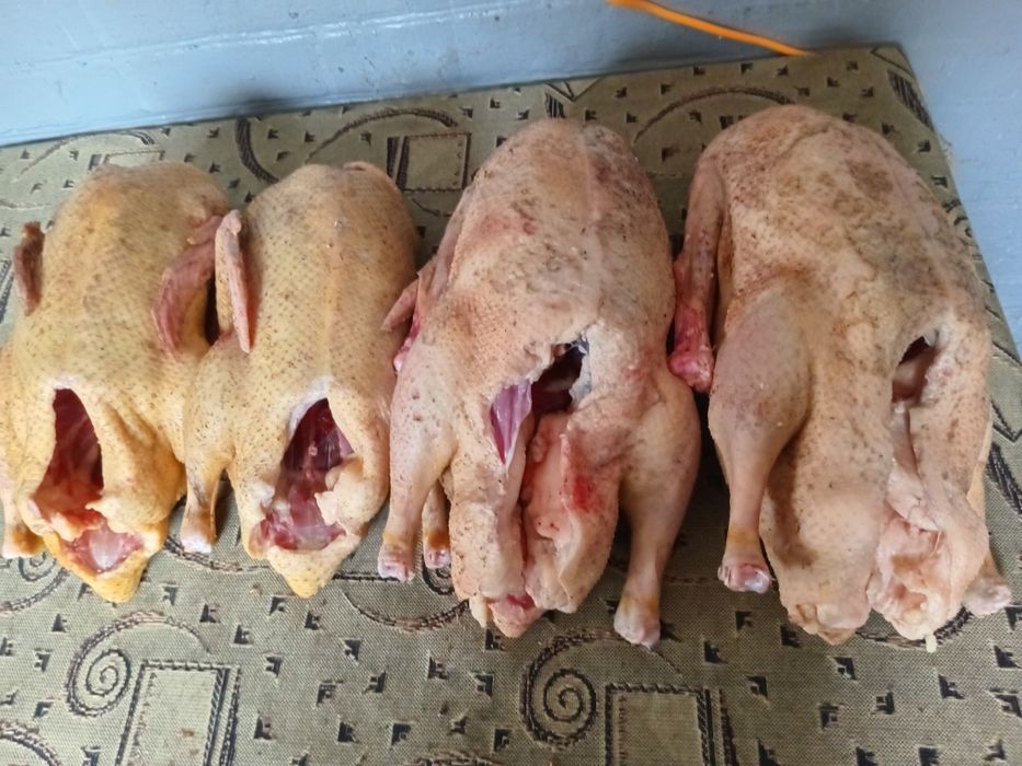 Продам тушки уток,гусей.