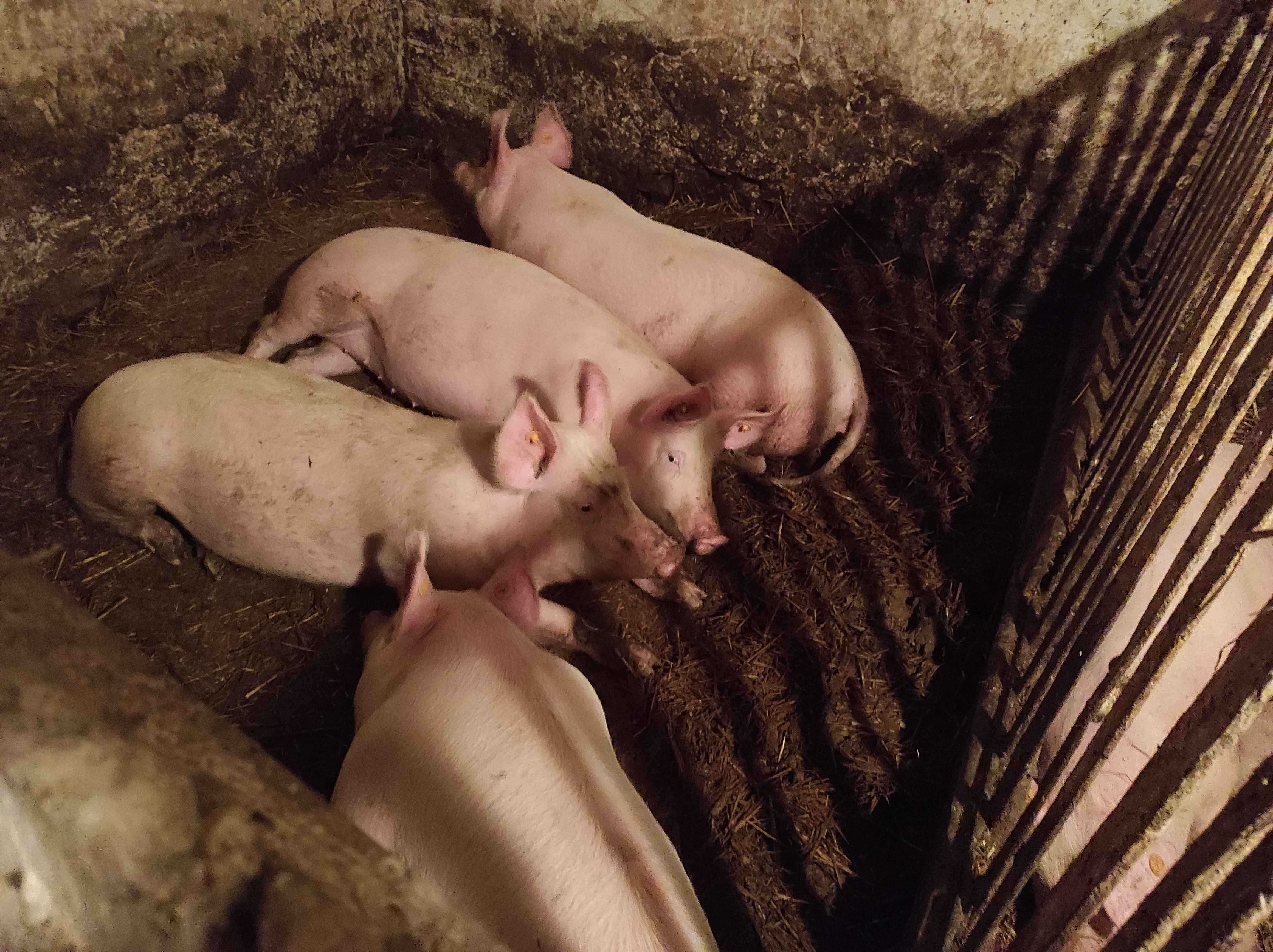 Świnia tucznik z własnego chowu na ubój