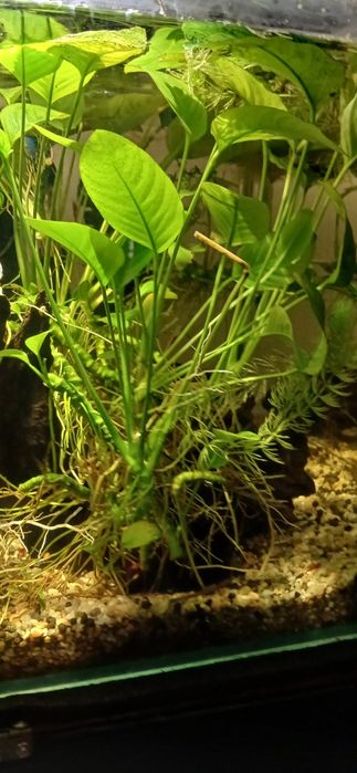 Roślinki, Rybki Gupiki