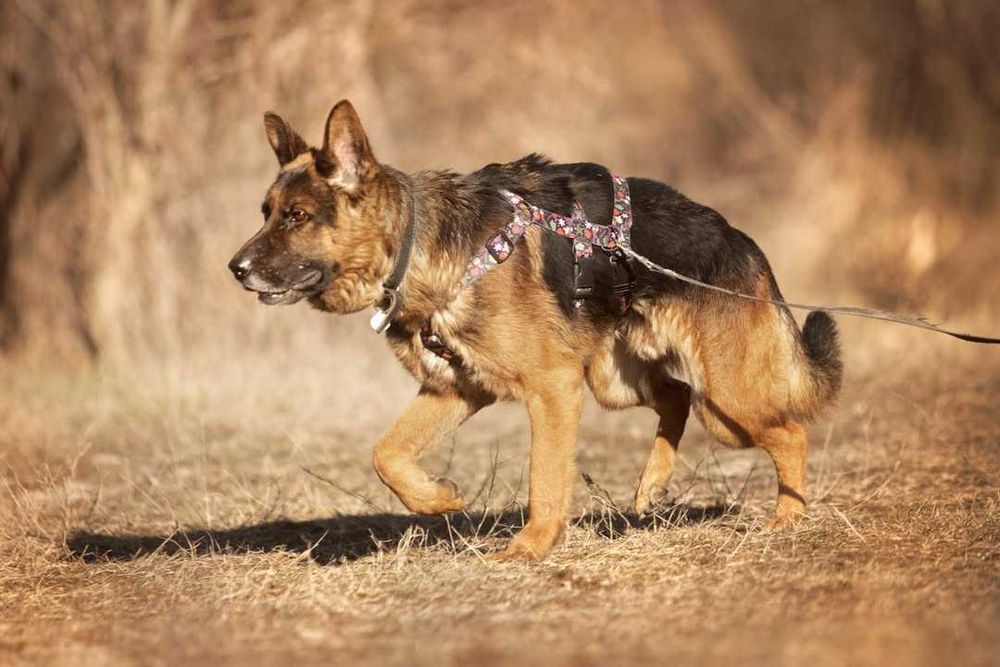 Diego owczarek niemiecki szuka domu