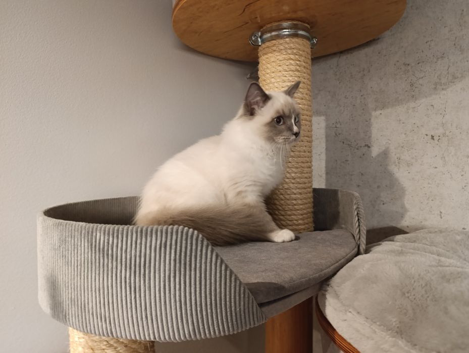 Kot ragdoll blue - jasna kocurek - rodowód FPL