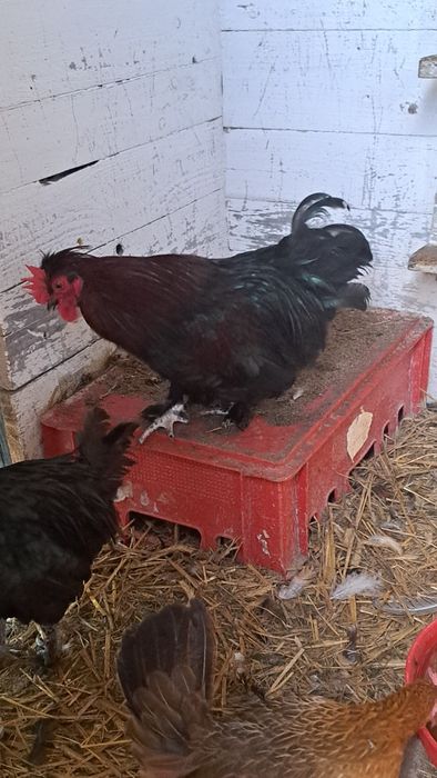 Jaja lęgowe kur ozdobnych i przepiórek japońskich