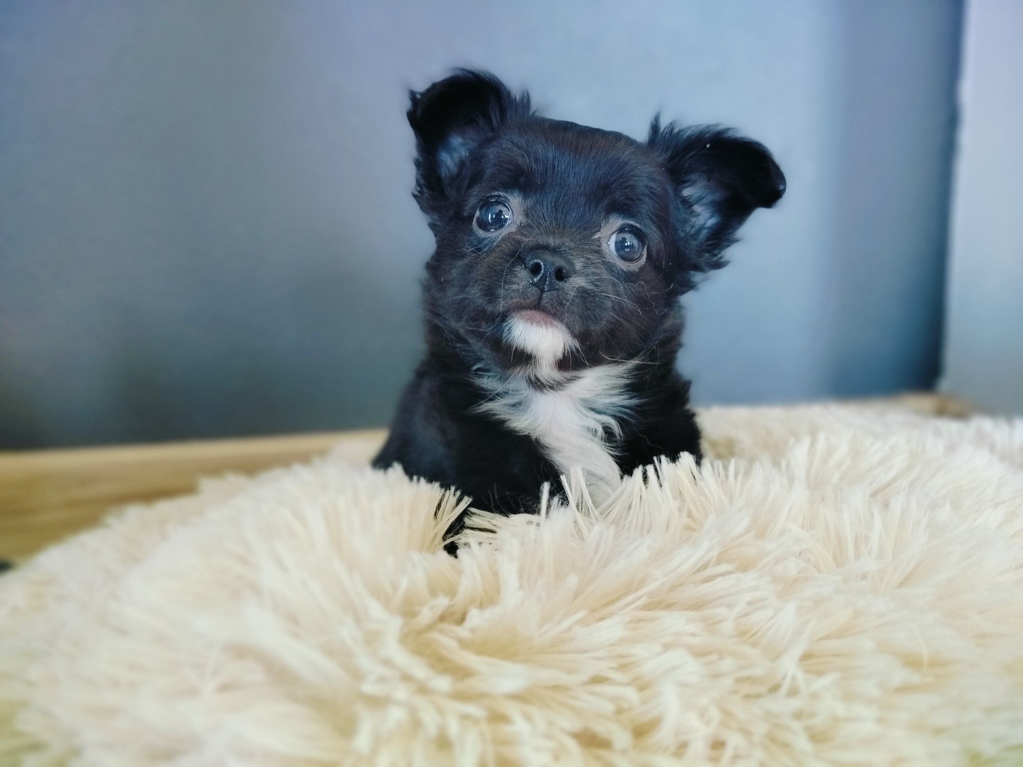 Chihuahua sunia ;)