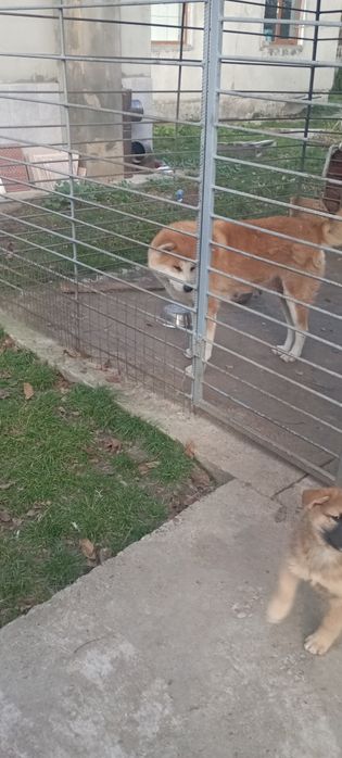 цуценя Акити ину