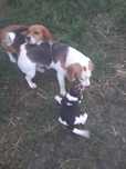 Beagle pies 1,5 rok.  tricolor