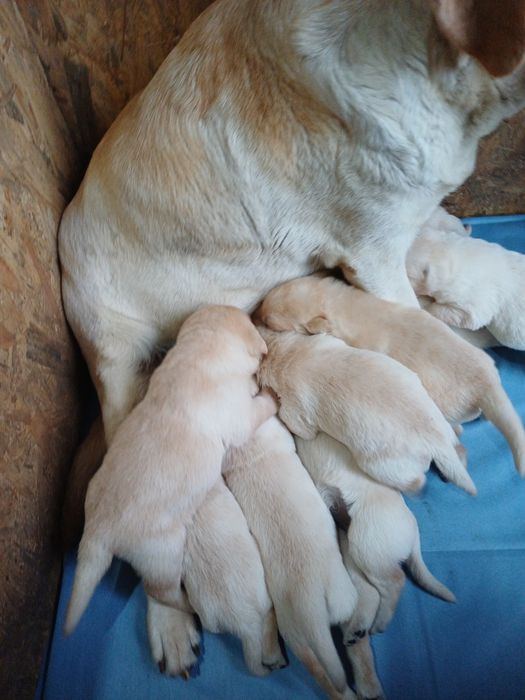 Цуценята лабрадорчики