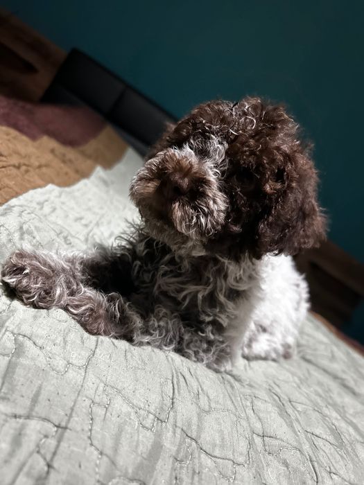 Lagotto Romagnolo chłopiec