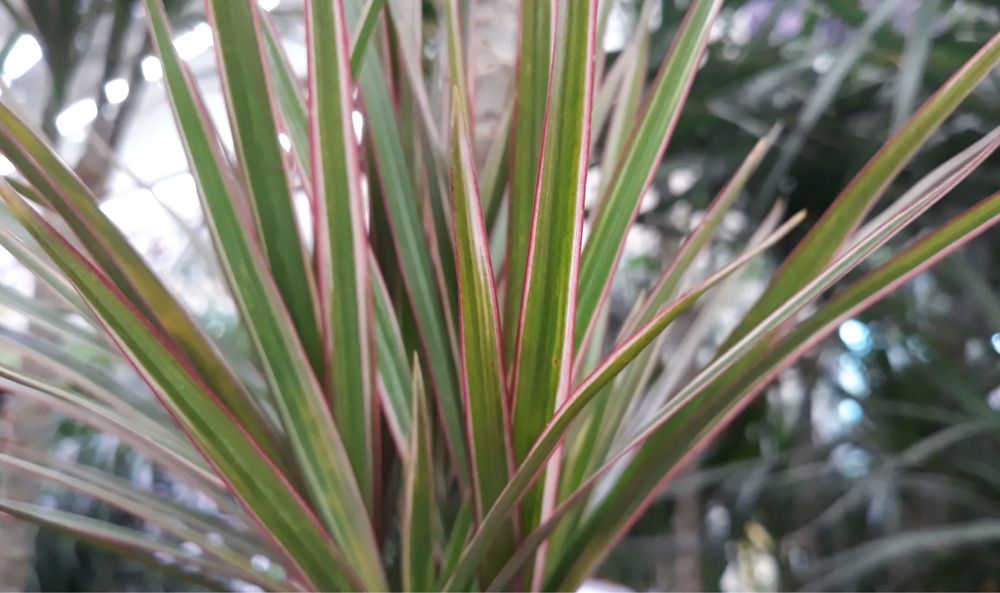 Шефлера на штамбі варієгатна драцена  моргината трехцветная моргината