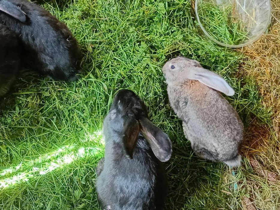 Продаються домашні кролі