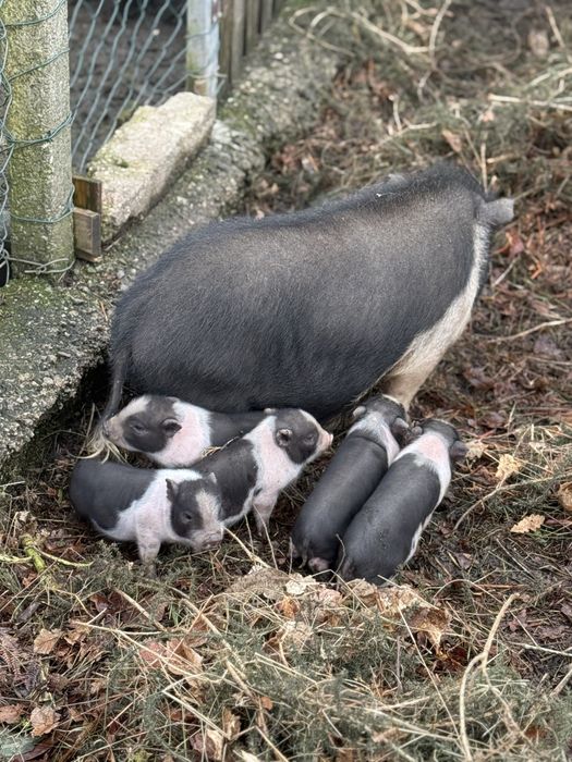 Vendo porcos vietnamitas