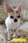 Chihuahua pies niecały rok