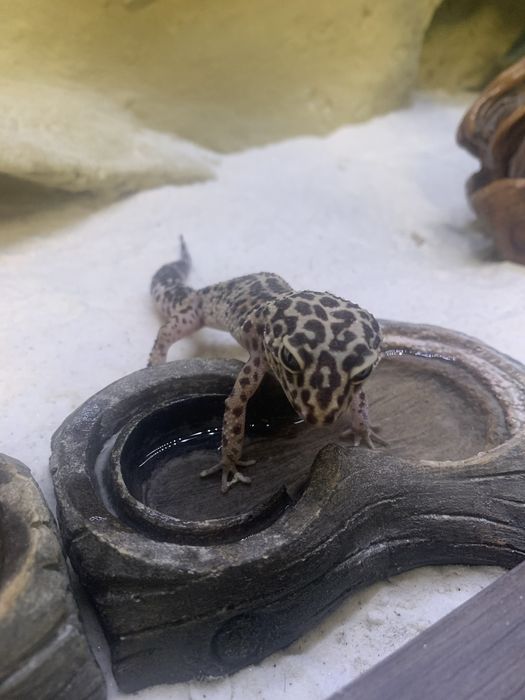 Terrarium z szafka i 3 gekony