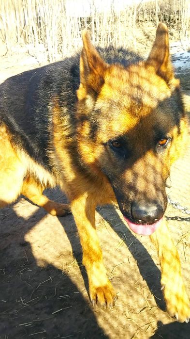 Пропоную кобеля для в'язки