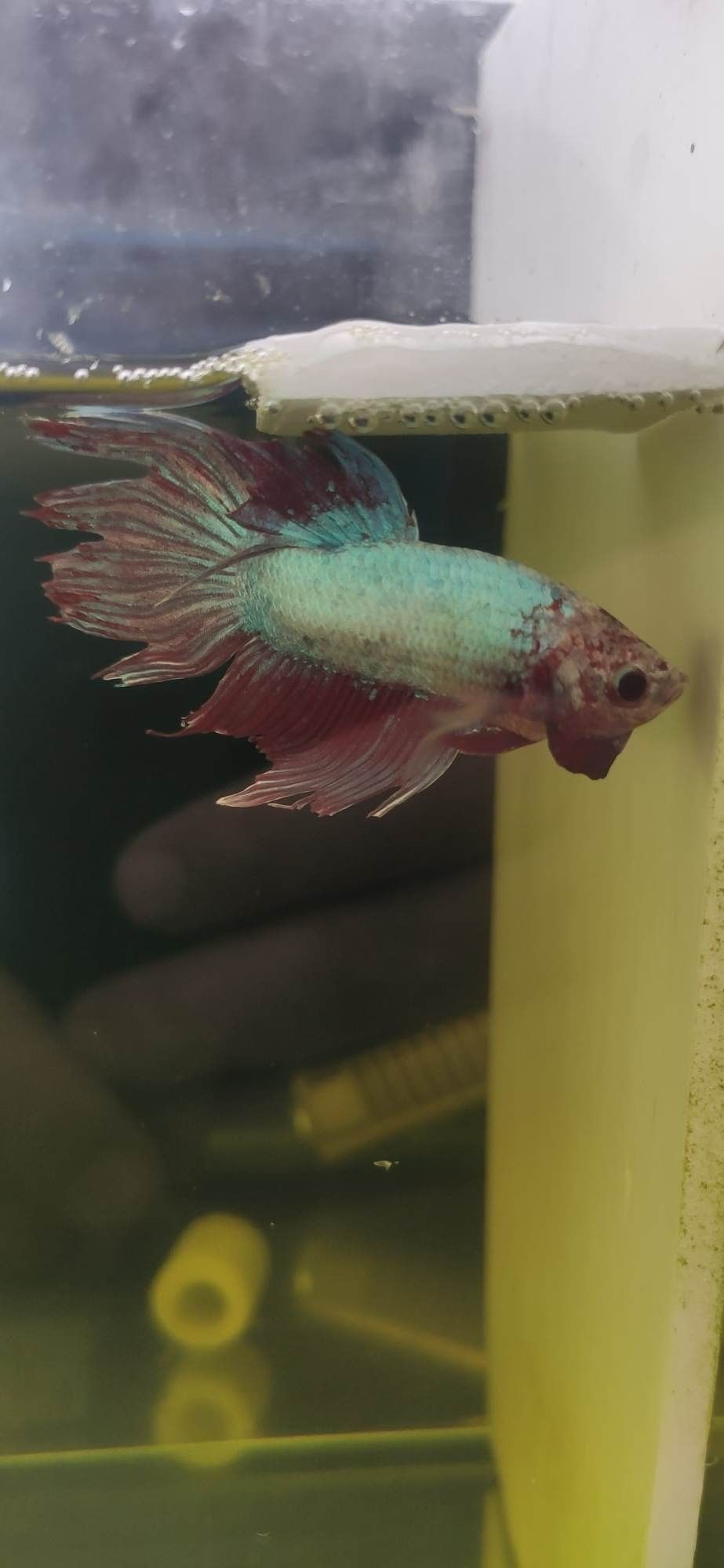 Bettas splendens - criação própria