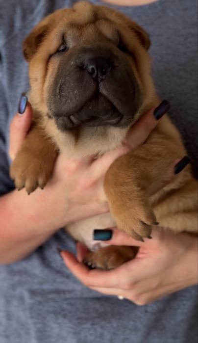 Цуценята породи Шарпей