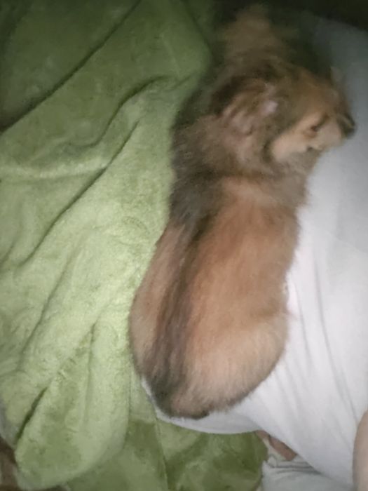 Pilnie oddam pieska suczkę z powodu uczulenia
