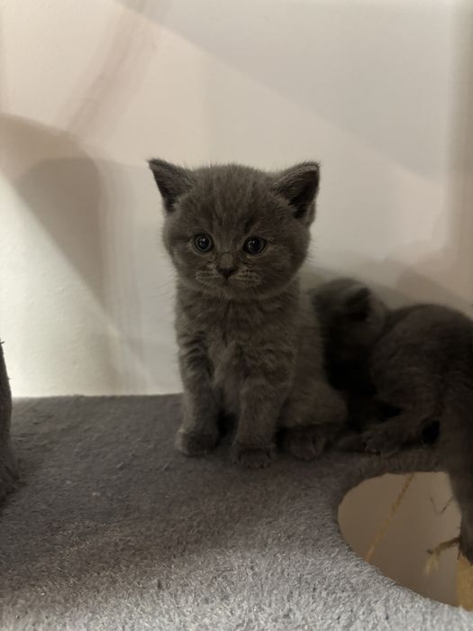 Śliczny kotek Bruno