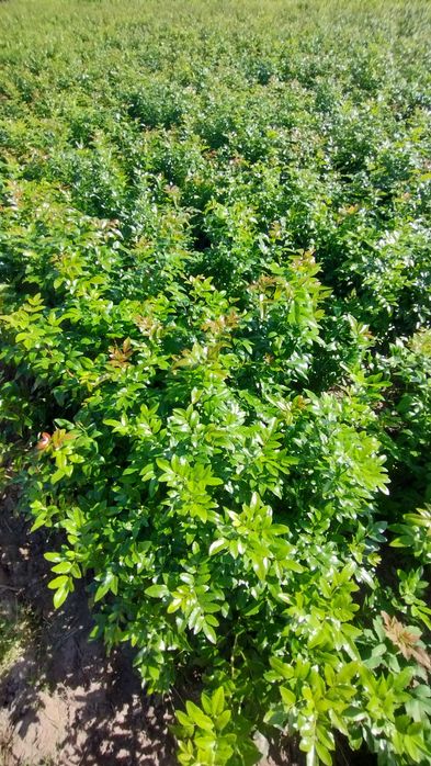 Gałązki Mahonii *Wyprzedaż*