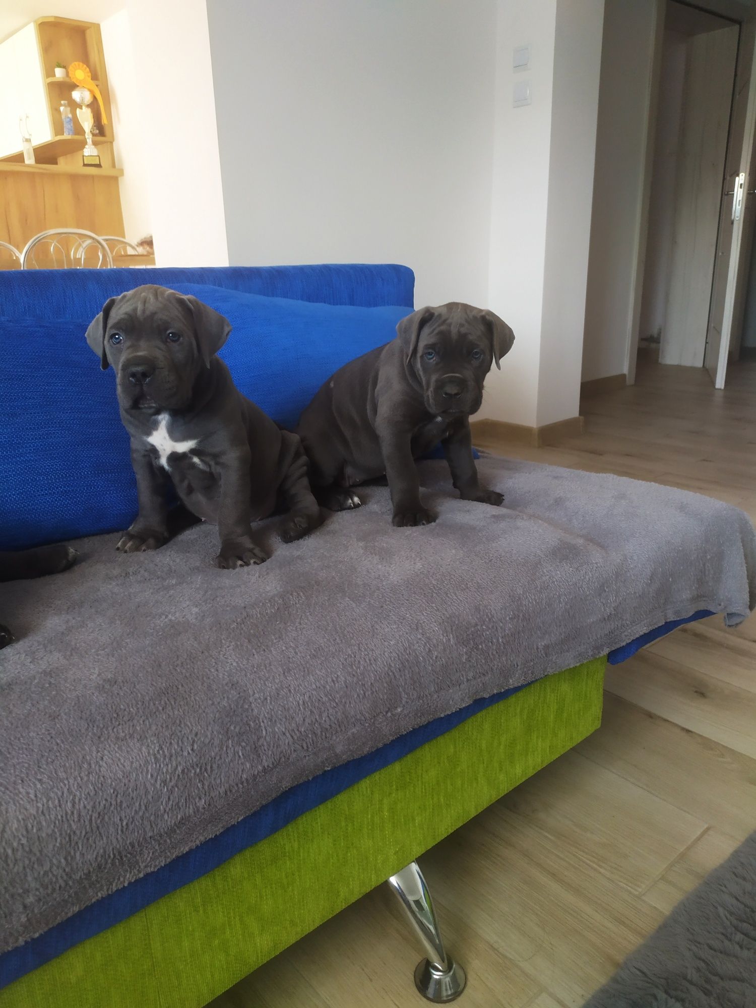 Cane Corso ,,FCI"