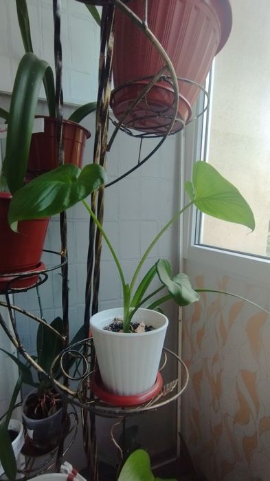 Кала красива квітка