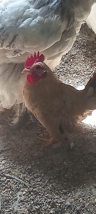 Galinhas    serama