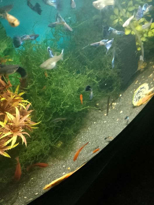 Sprzedam gubiki metal blue japan