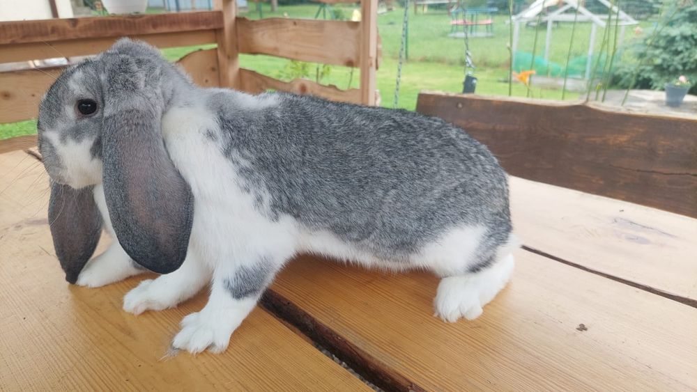 Samiec baran francuski szynszylowy srokacz