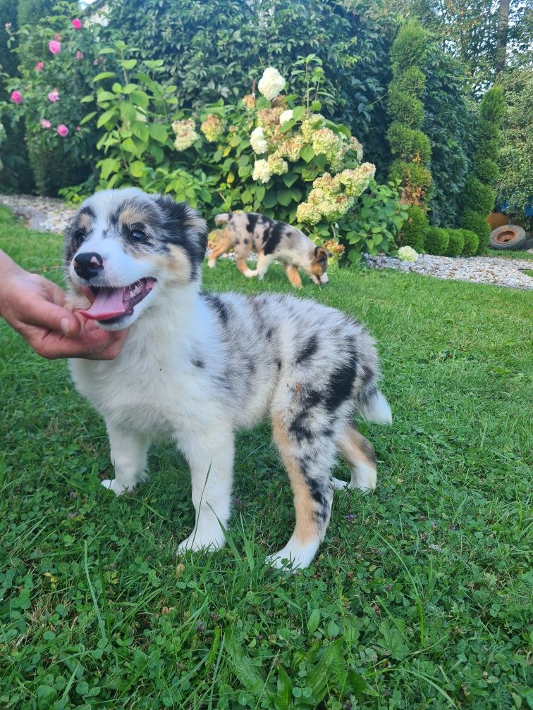 Border collie Blue merle