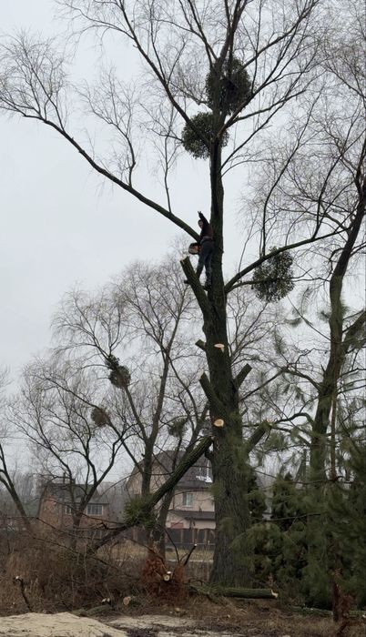 Пиляємо,зрізаємо аварійні дерева