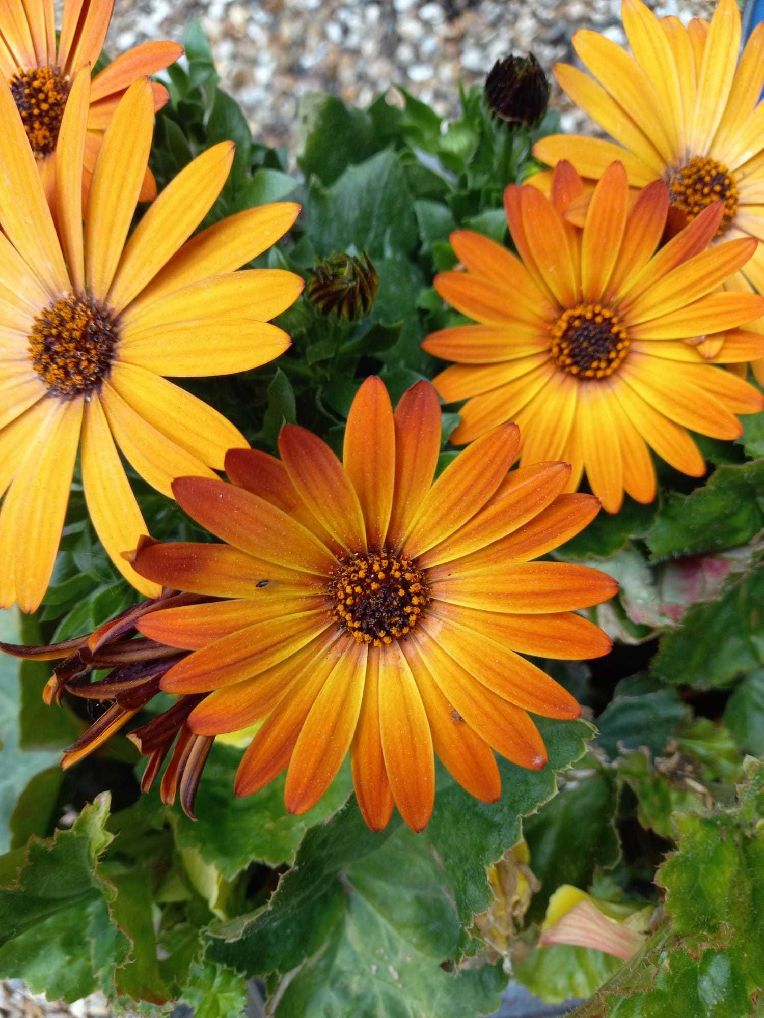 Serviços de jardinagem - Manutenção de jardins e Hortas