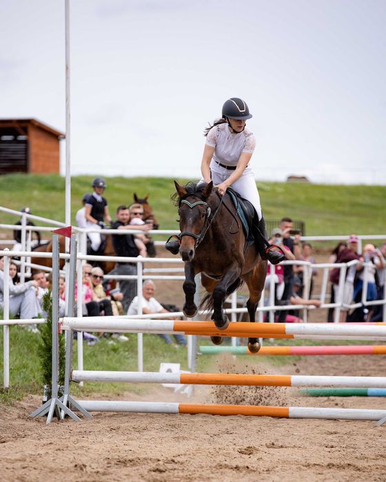 Wydzierżawię wałacha Grajewo