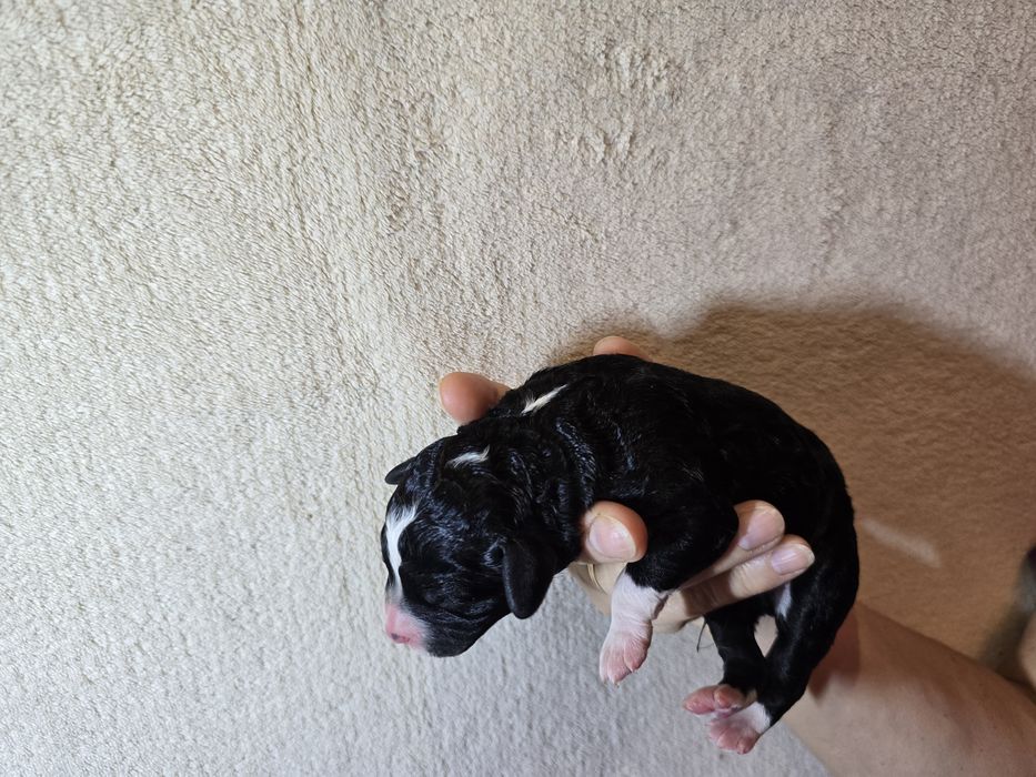 Hiszpanski pies dowodny ZKwP sunia