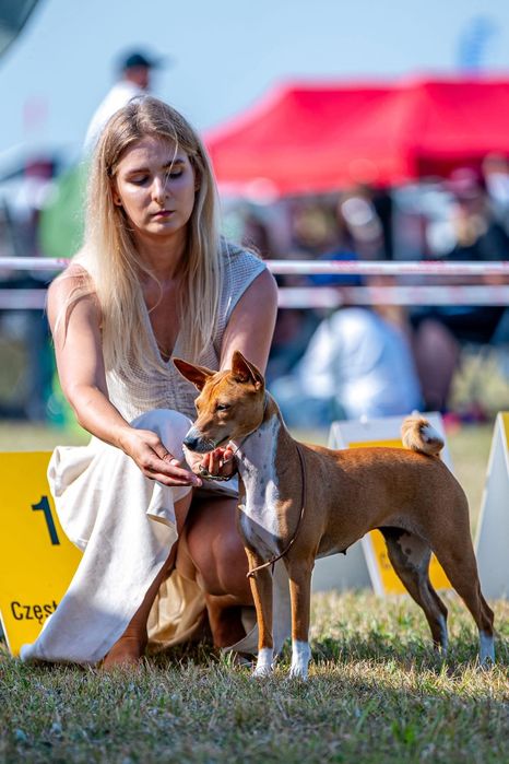 Szczeniata BASENJI z doświadczonej hodowli ZKwP/FCI - ZAPOWIEDŹ MIOTU