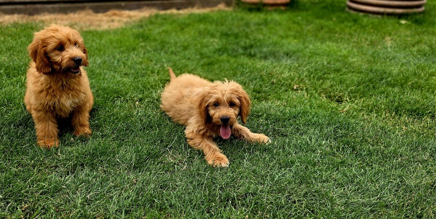 Goldendoodle piesek f1