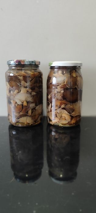 Grzyby marynowane opieńki