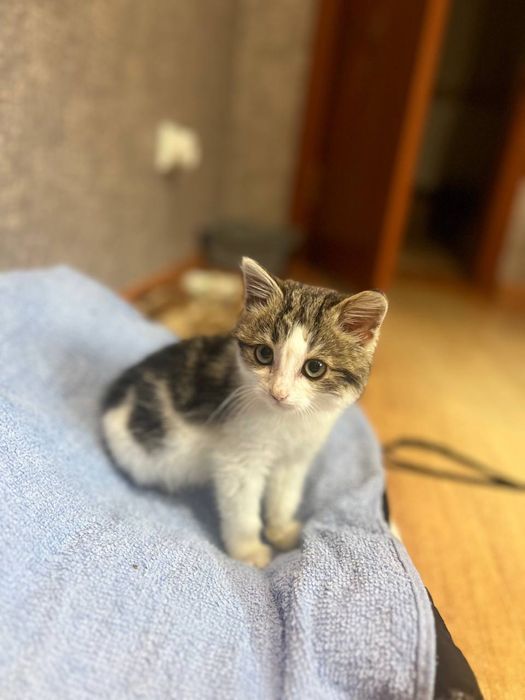 Віддамо кошеня - хлопчика Кузю безкоштовно