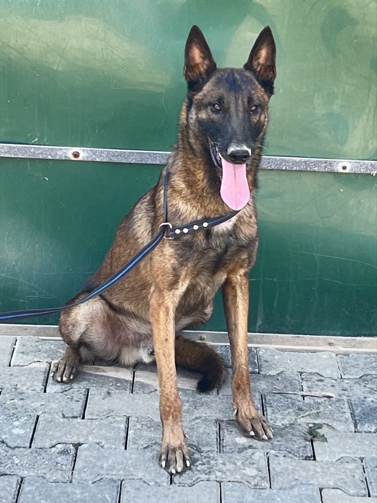 Pastor belga malinois top Mundial