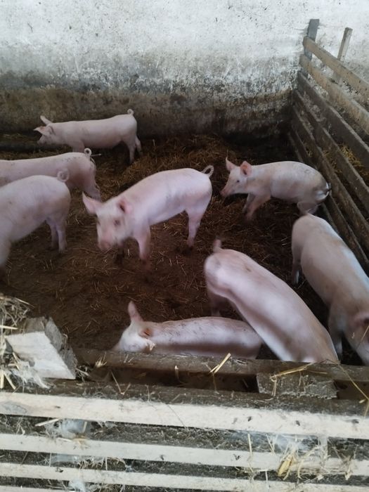 Prosięta 8 sztuk waga 25-30 kg polecam zachęcam do zakupu