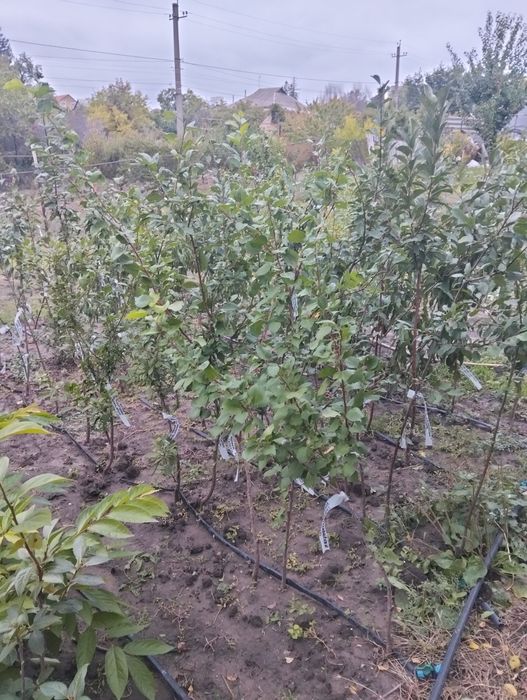 Хурма Саженцы продам,гранат.киви,хурма,инжир, фисташка, плодовые Саже