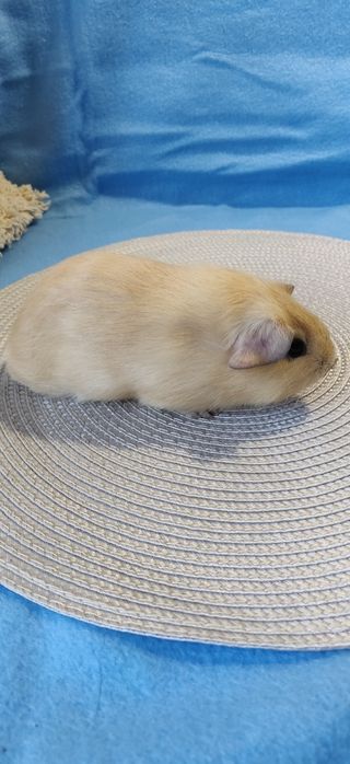 Морська свинка,селф крем