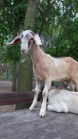 Заанонубийская коза, козочка