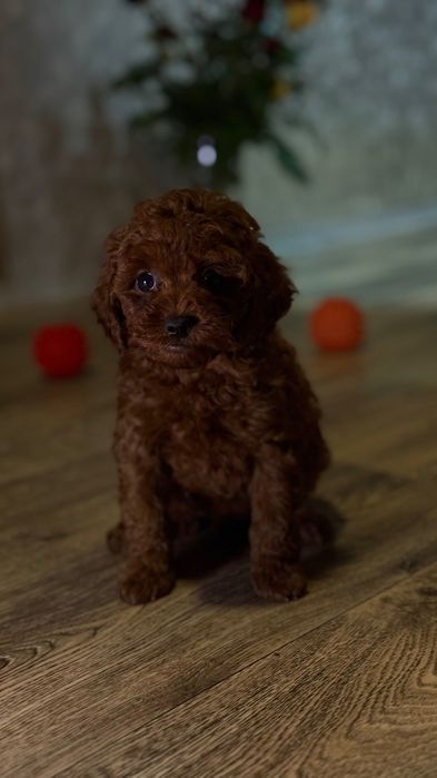Роскошные Toy Poodle Red Brown, Китай