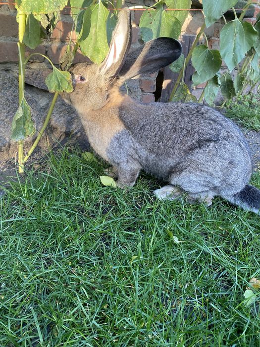 Olbrzym Belgijski samiec