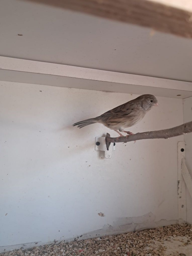 Varias aves para venda
